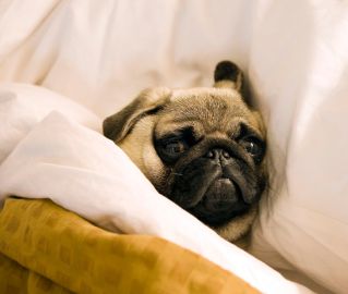 Pug_lying_in_bed_with_its_head_on_the_pillow