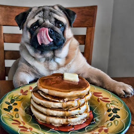 pug-pancakes